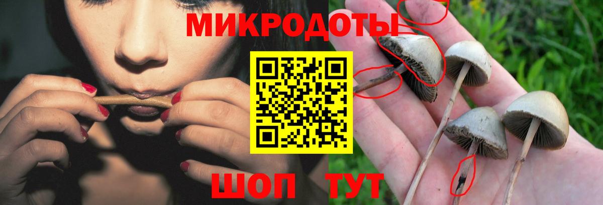Псилоцибиновые грибы Psilocybine cubensis Беслан